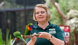 A Volunteer holding a branch with two Lorikeets perched on it.