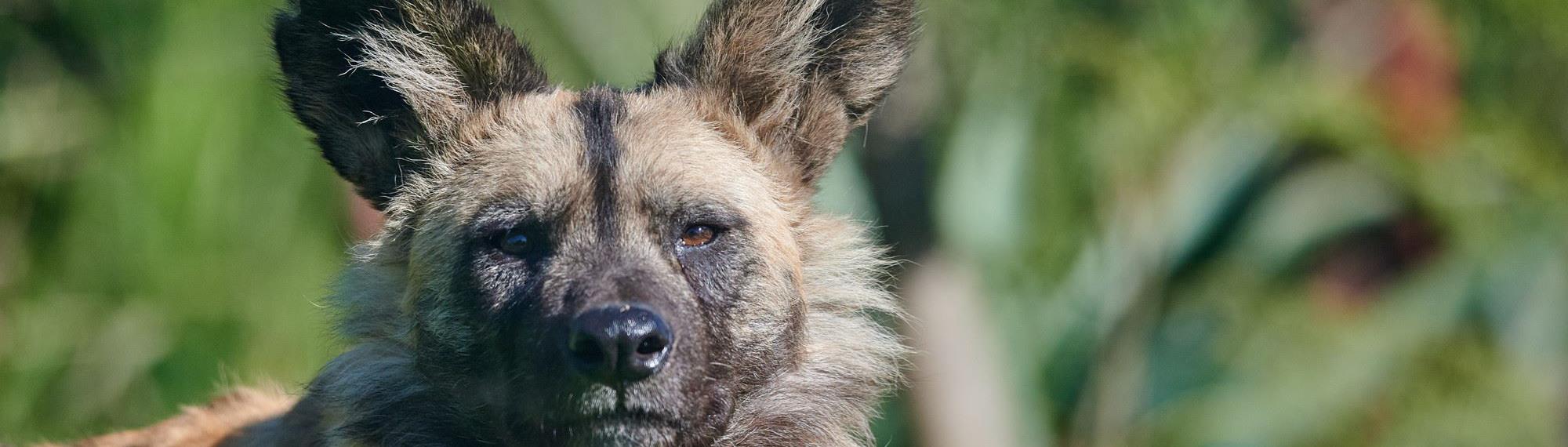 African Wild Dog staring sternly at the camera. Good detail of large ears and fur. 