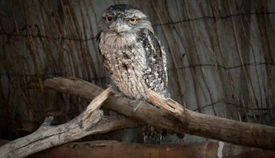 A Tawny Frogmouth Owl, sitting on a branch and looking toward the camera to their left, inside the Kyabram Aviary.