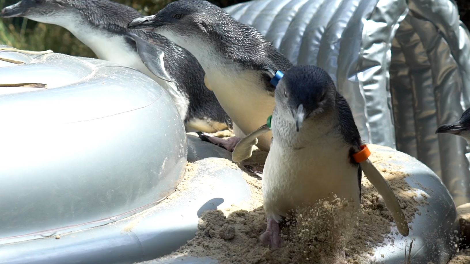 Jumping Castle fun for penguins at Melbourne Zoo