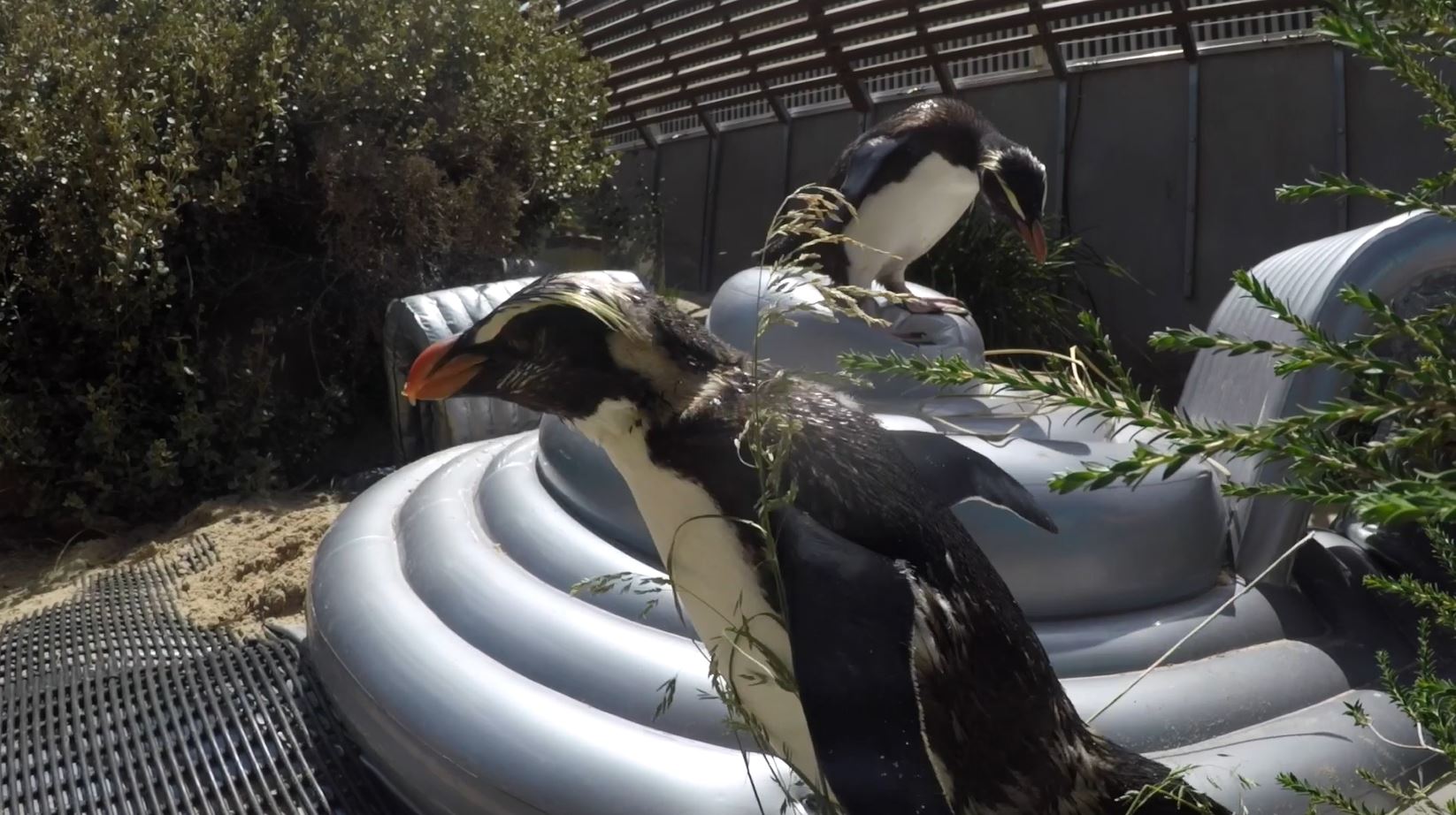 Jumping Castle fun for penguins at Melbourne Zoo